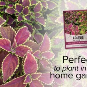 Coleus Seeds for Planting (Rainbow Mix) - Heirloom Non-GMO Shade Plants Seeds for Home Gardens, Containers, Hanging Pots, Decorative Borders and More by Gardeners Basics