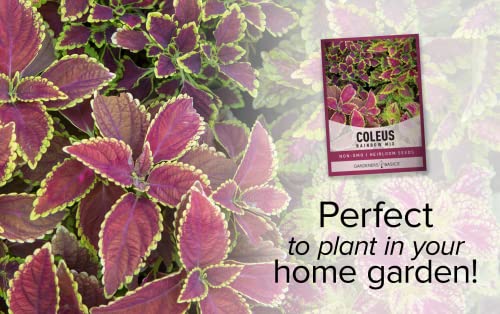 Coleus Seeds for Planting (Rainbow Mix) - Heirloom Non-GMO Shade Plants Seeds for Home Gardens, Containers, Hanging Pots, Decorative Borders and More by Gardeners Basics