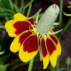 mexican hat wild flower garden seeds – 1 g packet ~1800 seeds – perennial wildflower gardening seeds – ratibida columnaris forma pulcherrima