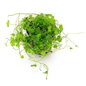 500 premium organic centella asiatica – rau ma – pennywort – gotu kola – seeds by happy seeds & garden
