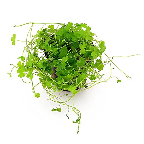 500 Premium Organic Centella Asiatica - Rau Ma - Pennywort - Gotu Kola - Seeds by Happy Seeds & Garden