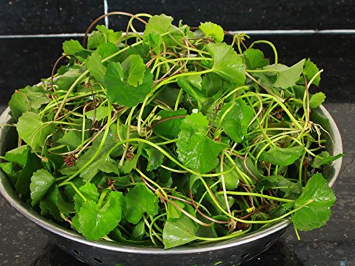 500 Premium Organic Centella Asiatica - Rau Ma - Pennywort - Gotu Kola - Seeds by Happy Seeds & Garden