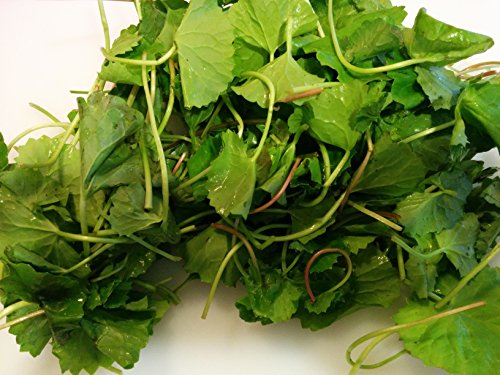 500 Premium Organic Centella Asiatica - Rau Ma - Pennywort - Gotu Kola - Seeds by Happy Seeds & Garden