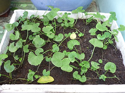 500 Premium Organic Centella Asiatica - Rau Ma - Pennywort - Gotu Kola - Seeds by Happy Seeds & Garden