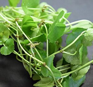 500 Premium Organic Centella Asiatica - Rau Ma - Pennywort - Gotu Kola - Seeds by Happy Seeds & Garden