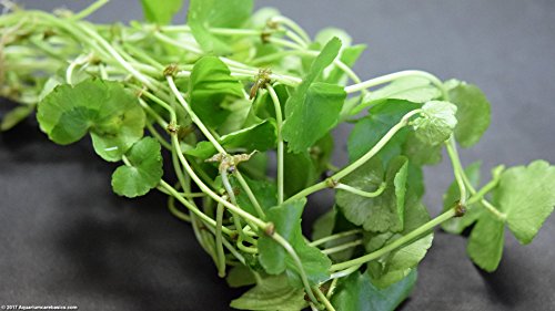 500 Premium Organic Centella Asiatica - Rau Ma - Pennywort - Gotu Kola - Seeds by Happy Seeds & Garden