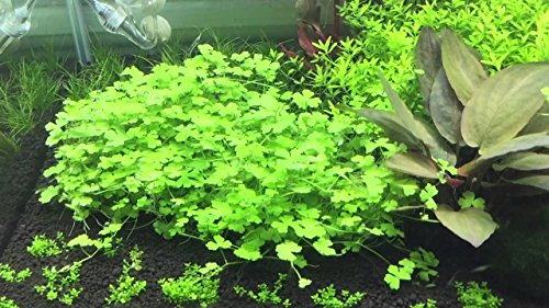 500 Premium Organic Centella Asiatica - Rau Ma - Pennywort - Gotu Kola - Seeds by Happy Seeds & Garden