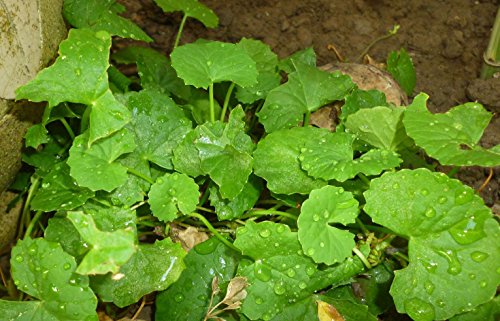 500 Premium Organic Centella Asiatica - Rau Ma - Pennywort - Gotu Kola - Seeds by Happy Seeds & Garden