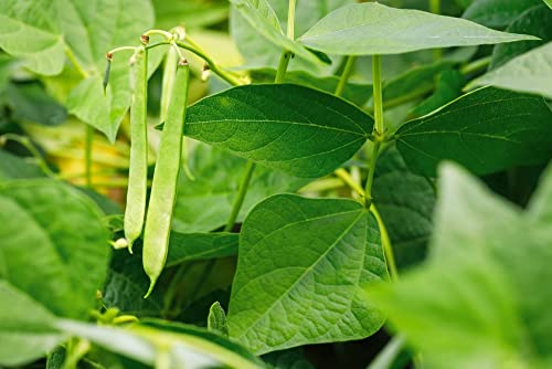 Roma II Italian Bush Bean Seeds for Planting, 30+ Heirloom Seeds Per Packet, (Isla's Garden Seeds), Non GMO Seeds, Botanical Name: Phaseolus vulgaris, Great Home Garden Gift