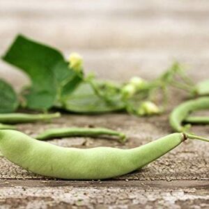 Roma II Italian Bush Bean Seeds for Planting, 30+ Heirloom Seeds Per Packet, (Isla's Garden Seeds), Non GMO Seeds, Botanical Name: Phaseolus vulgaris, Great Home Garden Gift