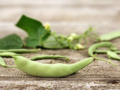 Roma II Italian Bush Bean Seeds for Planting, 30+ Heirloom Seeds Per Packet, (Isla's Garden Seeds), Non GMO Seeds, Botanical Name: Phaseolus vulgaris, Great Home Garden Gift