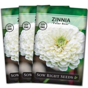 sow right seeds – zinnia polar bear flower seeds for planting – beautiful flowers to plant in your home garden – non-gmo heirloom seeds – white blooms attract pollinators – great gardening gift (3)