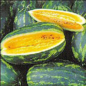 mountain sweet yellow watermelons seeds (20+ seeds) | non gmo | vegetable fruit herb flower seeds for planting | home garden greenhouse pack