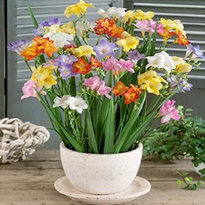 outsidepride freesia garden cut flower seed mix for vases, bouquets – 100 seeds