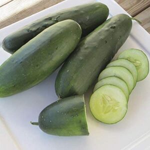 raider f1 cucumber seeds – a champion performer in the garden disease resistant(50 – seeds)