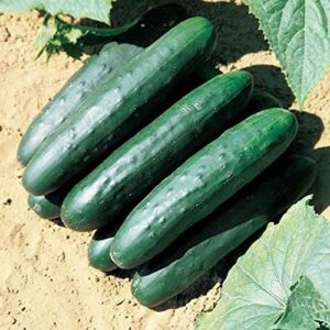 Raider F1 Cucumber Seeds - A Champion Performer in The Garden Disease Resistant(50 - Seeds)