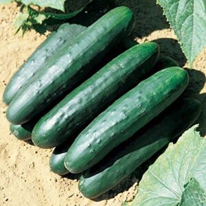 Raider F1 Cucumber Seeds - A Champion Performer in The Garden Disease Resistant(50 - Seeds)