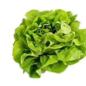 500 Buttercrunch Lettuce Seeds for Planting - Heirloom Non-GMO Vegetable Seeds for Planting - Hydroponics - Microgreens - AKA Butterhead Lettuce, Boston Lettuce, Bibb Lettuce Lactuca Sativa