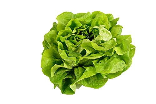 500 Buttercrunch Lettuce Seeds for Planting - Heirloom Non-GMO Vegetable Seeds for Planting - Hydroponics - Microgreens - AKA Butterhead Lettuce, Boston Lettuce, Bibb Lettuce Lactuca Sativa