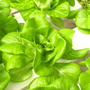 500 Buttercrunch Lettuce Seeds for Planting - Heirloom Non-GMO Vegetable Seeds for Planting - Hydroponics - Microgreens - AKA Butterhead Lettuce, Boston Lettuce, Bibb Lettuce Lactuca Sativa