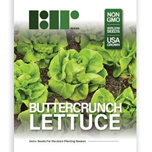 500 Buttercrunch Lettuce Seeds for Planting - Heirloom Non-GMO Vegetable Seeds for Planting - Hydroponics - Microgreens - AKA Butterhead Lettuce, Boston Lettuce, Bibb Lettuce Lactuca Sativa