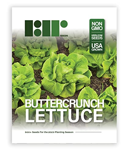 500 Buttercrunch Lettuce Seeds for Planting - Heirloom Non-GMO Vegetable Seeds for Planting - Hydroponics - Microgreens - AKA Butterhead Lettuce, Boston Lettuce, Bibb Lettuce Lactuca Sativa