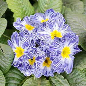 Primula 'Zebra Blue' Seeds Polyanthus Primrose Perennial Low Maintenance Deer Resistant Easy to Grow Border Edging Container Outdoor 100Pcs Flower Seeds by YEGAOL Garden