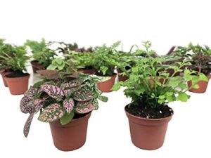 mini terrarium plants (2 plants) fairy garden plants (assorted varieties) (2″ pots)