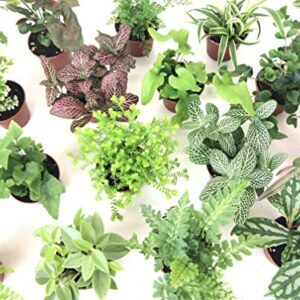 Mini Terrarium Plants (2 Plants) Fairy Garden Plants (Assorted Varieties) (2" Pots)