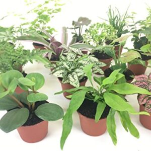 Mini Terrarium Plants (2 Plants) Fairy Garden Plants (Assorted Varieties) (2" Pots)