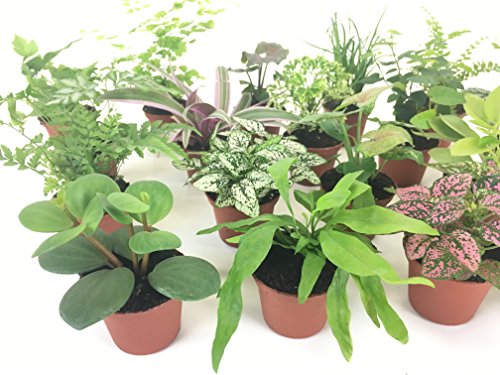 Mini Terrarium Plants (2 Plants) Fairy Garden Plants (Assorted Varieties) (2" Pots)