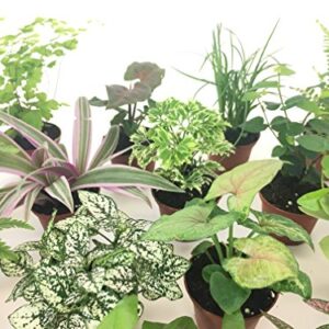 Mini Terrarium Plants (2 Plants) Fairy Garden Plants (Assorted Varieties) (2" Pots)