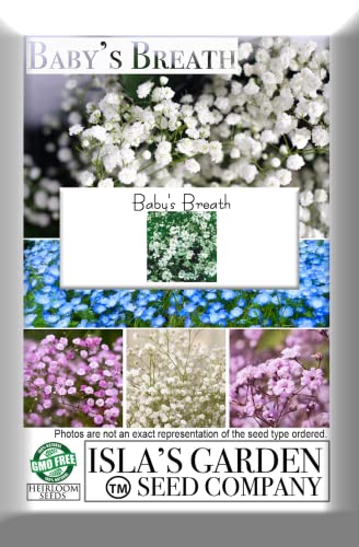 Baby's Breath Flowers, 2000+ Heirloom Flower Seeds Per Packet, (Isla's Garden Seeds), Non GMO Seeds, Botanical Name: Gypsophila
