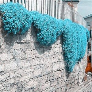 rainbow creeping thyme plants blue rock cress plants – perennial ground cover flower ,natural growth for home garden 200 pcs/bag – (color: 12)