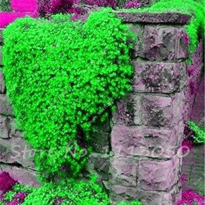 Rainbow Creeping Thyme Plants Blue Rock CRESS Plants - Perennial Ground Cover Flower ,Natural Growth for Home Garden 200 Pcs/Bag - (Color: 12)