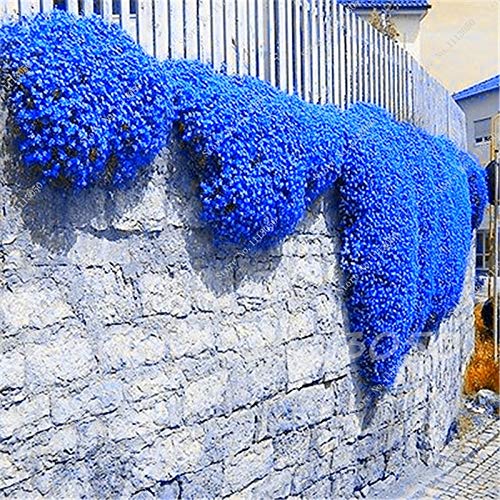 Rainbow Creeping Thyme Plants Blue Rock CRESS Plants - Perennial Ground Cover Flower ,Natural Growth for Home Garden 200 Pcs/Bag - (Color: 12)