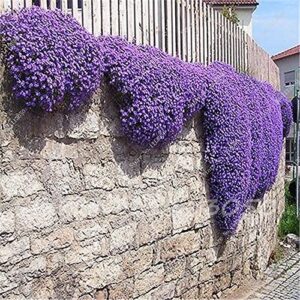 Rainbow Creeping Thyme Plants Blue Rock CRESS Plants - Perennial Ground Cover Flower ,Natural Growth for Home Garden 200 Pcs/Bag - (Color: 12)