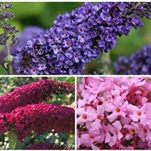 GardenGeng 300+ Butterfly Bush Seeds - Non-GMO - Perennial Mix Color Butterfly Bush Seeds for Planting Outdoor/Home Garden