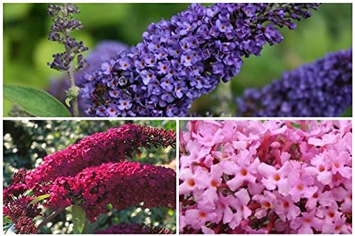 GardenGeng 300+ Butterfly Bush Seeds - Non-GMO - Perennial Mix Color Butterfly Bush Seeds for Planting Outdoor/Home Garden