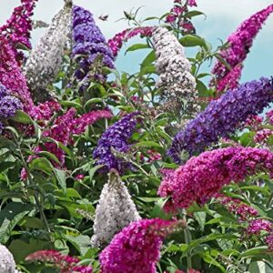 gardengeng 300+ butterfly bush seeds – non-gmo – perennial mix color butterfly bush seeds for planting outdoor/home garden