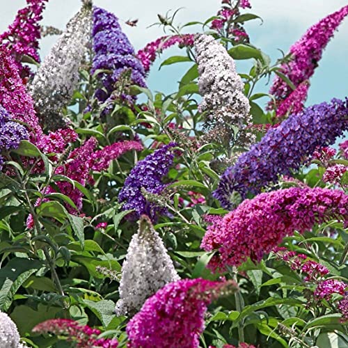 GardenGeng 300+ Butterfly Bush Seeds - Non-GMO - Perennial Mix Color Butterfly Bush Seeds for Planting Outdoor/Home Garden