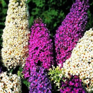 GardenGeng 300+ Butterfly Bush Seeds - Non-GMO - Perennial Mix Color Butterfly Bush Seeds for Planting Outdoor/Home Garden