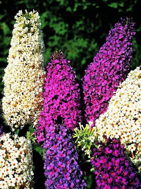 GardenGeng 300+ Butterfly Bush Seeds - Non-GMO - Perennial Mix Color Butterfly Bush Seeds for Planting Outdoor/Home Garden