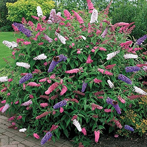 GardenGeng 300+ Butterfly Bush Seeds - Non-GMO - Perennial Mix Color Butterfly Bush Seeds for Planting Outdoor/Home Garden