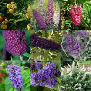 GardenGeng 300+ Butterfly Bush Seeds - Non-GMO - Perennial Mix Color Butterfly Bush Seeds for Planting Outdoor/Home Garden