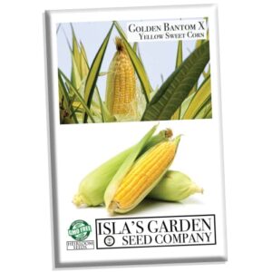 golden x bantom corn seeds for planting, 50+ heirloom seeds per packet, (isla’s garden seeds), non gmo seeds, botanical name: zea mays, great home garden gift
