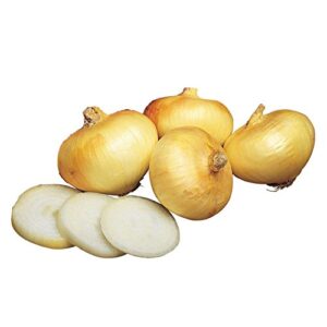 burpee granex yellow onion seeds 450 seeds
