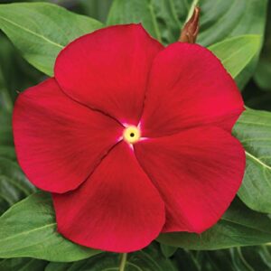outsidepride vinca periwinkle cora red garden flower, ground cover, & container plants – 25 seeds