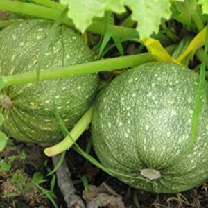 Round Zucchini Summer Squash Seeds for Planting, (Eight Ball Zucchini), 40+ Heirloom Seeds Per Packet, (Isla's Garden Seeds), Non GMO Seeds, Botanical Name: Cucurbirta Pepo