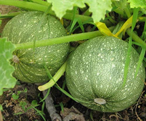 Round Zucchini Summer Squash Seeds for Planting, (Eight Ball Zucchini), 40+ Heirloom Seeds Per Packet, (Isla's Garden Seeds), Non GMO Seeds, Botanical Name: Cucurbirta Pepo